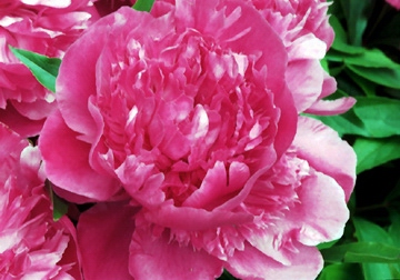 Lovely Peony